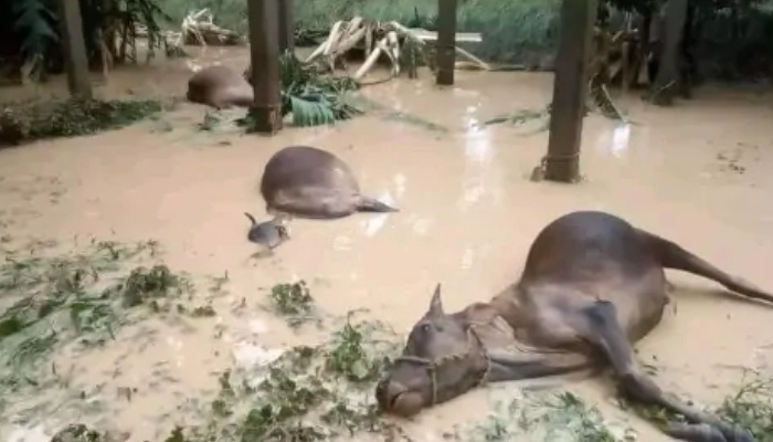 বন্যায় গরু মারা গেলে ২৫ হাজার টাকা ক্ষতিপূরণ